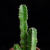 Euphorbia makallensis P1120644.JPG